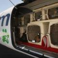 Как перевозить животных в самолете по России
