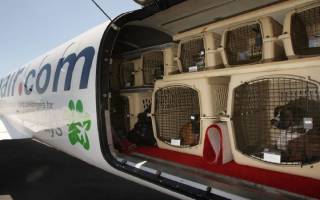 How to transport animals on a plane in Russia